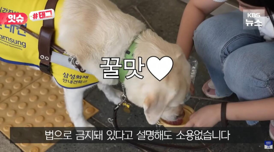 “우리 캠핑장은 사유지라”…KBS 앵커 출신 유튜버, 안내견 거부당했다