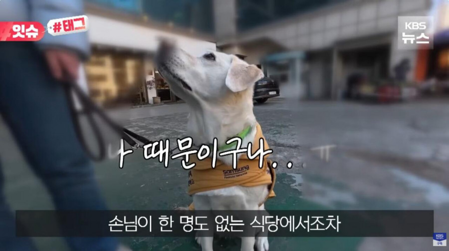 “우리 캠핑장은 사유지라”…KBS 앵커 출신 유튜버, 안내견 거부당했다
