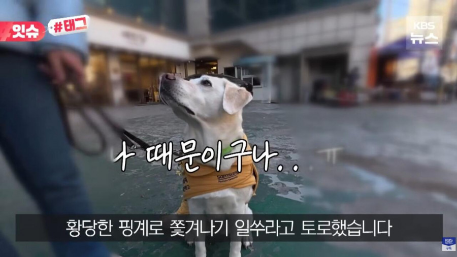 “우리 캠핑장은 사유지라”…KBS 앵커 출신 유튜버, 안내견 거부당했다