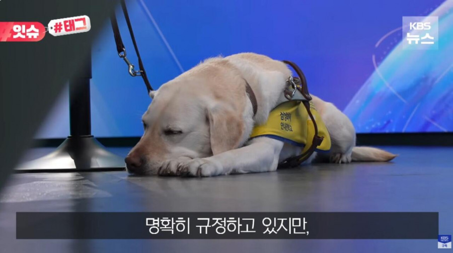 “우리 캠핑장은 사유지라”…KBS 앵커 출신 유튜버, 안내견 거부당했다
