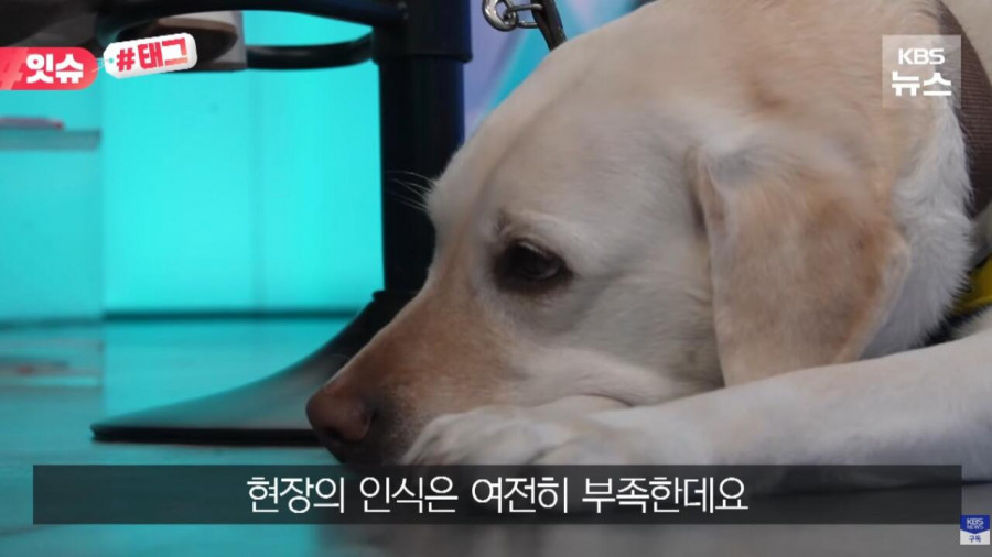 “우리 캠핑장은 사유지라”…KBS 앵커 출신 유튜버, 안내견 거부당했다