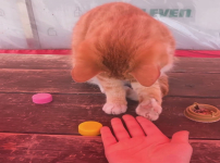 김향기 ig 편의점고양이와 세기의대결후 츄르를 바친 뿌듯한하루 냥.