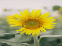 카라타 에리카 insta 지구 이모티콘 해바라기... 정기회 사진전