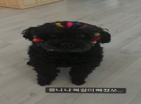 김향기 story 너두 귀엽다.