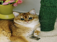 김예원 insta 먹고 걸으면 살 안쪄